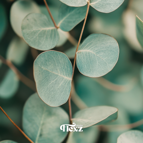 Eucalyptus | Essentiële oliën