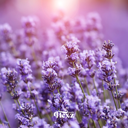 Lavendel | Essentiële oliën