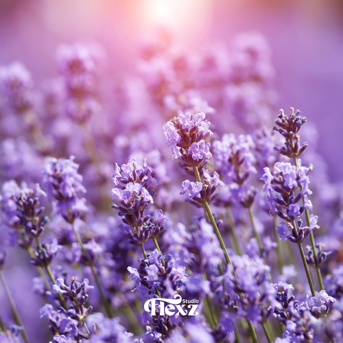 Lavendel | Essentiële oliën