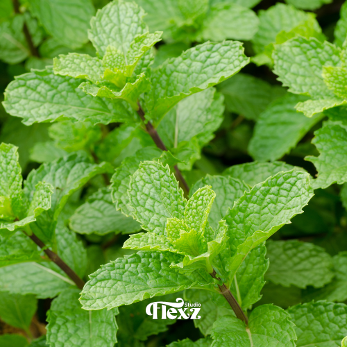 Pepermunt | Essentiële oliën